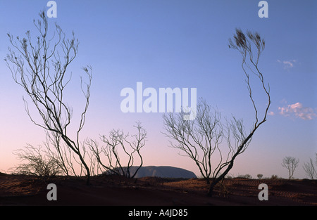Uluru at sunrise a k a Ayers Rock with burnt Casuarina shrubs on red sand Stock Photo