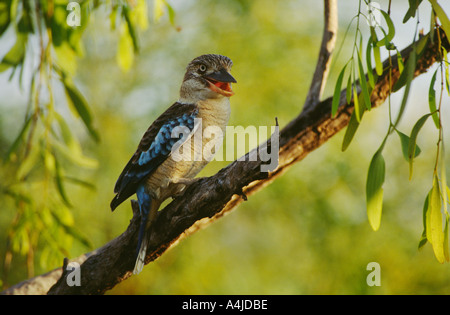 Blue winged kookaburra Dacelo leachii on gum tree Katherine Gorge NP Northern Territory Australia wild Stock Photo