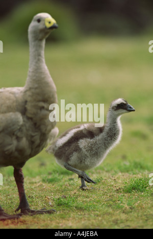 Cape Barren geese mother and chick walking Flinders Chase National Park Kangaroo Island South Australia wild Stock Photo