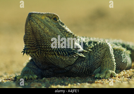 Bearded dragon Amphibolurus barbatus basking on red gravel road Oodnadatta Track South Australia Stock Photo