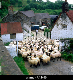 Farmer leading flock of sheep from farmyard with traditional Welsh stone farm house after shearing Llanwrda Carmarthenshire Wales UK KATHY DEWITT Stock Photo