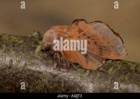 Lappet moth species - Phyllodesma tremulifolia , male Stock Photo