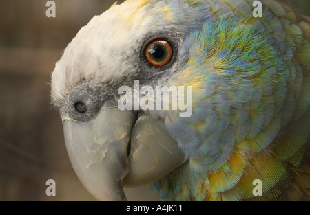 Saint Vincent Parrot (Amazona guildingii) juvenile close-up of the head, Vulnerable on the IUCN Red List of Threatened Species Stock Photo