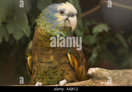 St Vincent Amazon Parrot (Amazona guildingii) juvenile, vulnerable, resting on the branch, aviculture, UK, Europe Stock Photo