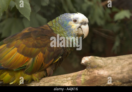 Saint Vincent Parrot (Amazona guildingii) juvenile vulnerable on the IUCN Red List of Threatened Species, aviculture, UK, Europe Stock Photo