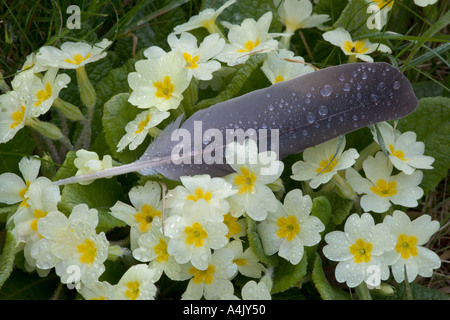 Primroses Woodpigeons Feather after Rain Shower Stock Photo