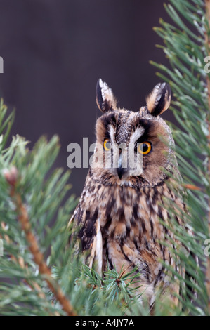 Long Eared owl Asio otus peering through branch of scots pine Scotland Cairngorms NP Stock Photo