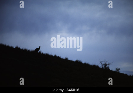 Wallaby at dusk Flinders Ranges Probably a common wallaroo Macropus robustus South Australia Stock Photo