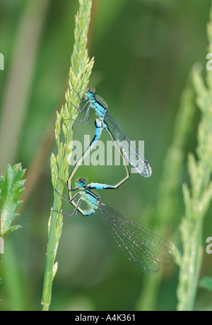 Common Blue Damselflies mating Stock Photo - Alamy