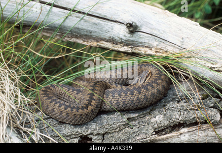 Adder Snake UK Stock Photo