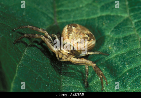Crab Spider; UK Stock Photo - Alamy