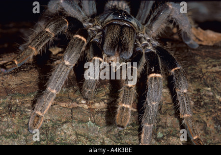 Togo or Starburst Baboon Spider Tarantula West Africa Stock Photo