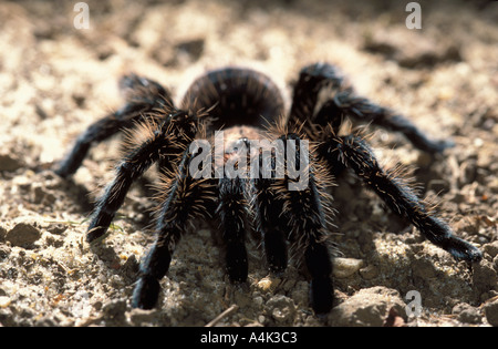 Tarantula Curly Hair Stock Photo