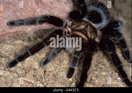 Tarantula Curly Hair Stock Photo