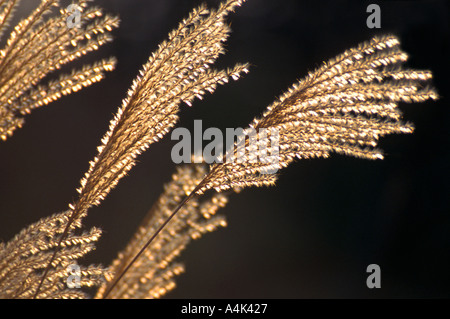 Common Reed UK Stock Photo