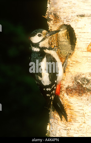 Great Spotted Woodpecker Dendrocopos major adult female at nest hole in Silver Birch tree, Lincolnshire, England Stock Photo