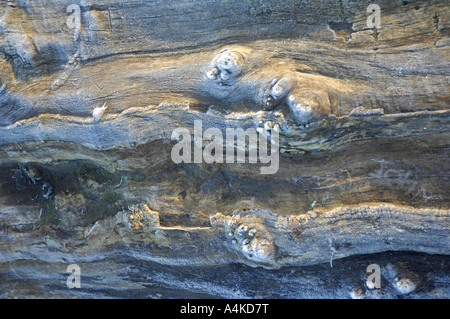 Log in frost Stock Photo
