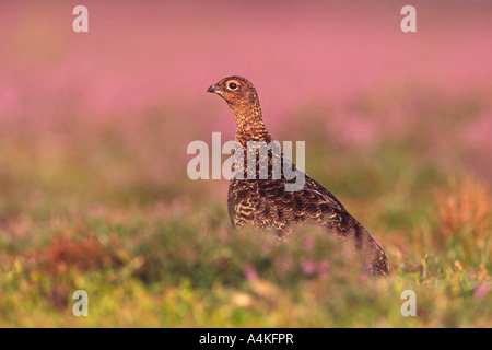 Red grouse Lagopus lagopus scoticus among purple heather in warm light Stock Photo