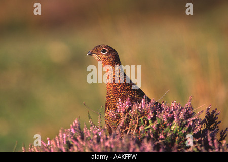 Red grouse Lagopus lagopus scoticus among flowering heather in warm light Stock Photo