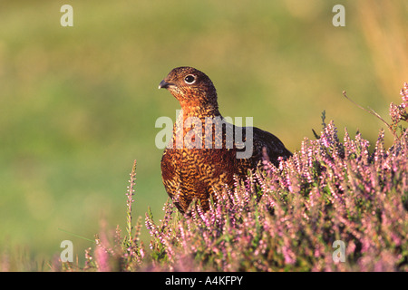 Red grouse Lagopus lagopus scoticus female among heather in warm light Stock Photo