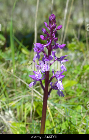 Orchis Olbiensis: Wild Orchid. A Rare Orchid With Limited Distribution 