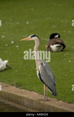 Grey Heron Ardea cinerea Stock Photo