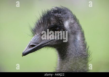 Emu Dromalus novaehollandiae portrait Stock Photo