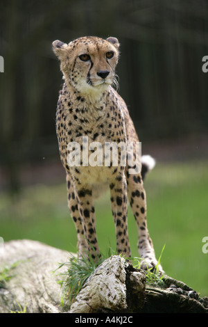 female cheetah Acinonyx jubatus  Stock Photo