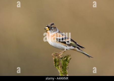 Brambling Fringilla montifringilla perched on stump looking alert with nice defuse background potton bedfordshire Stock Photo