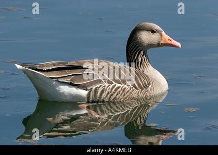 Greylag Goose Anser anser on Stockers Lake Rickmansworth Hertfordshire England Stock Photo