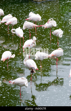 Flamingoes in KL Bird Park in Kualal Lumpur Stock Photo