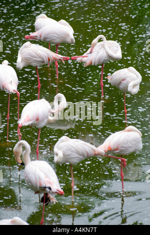Flamingoes in KL Bird Park in Kualal Lumpur Stock Photo