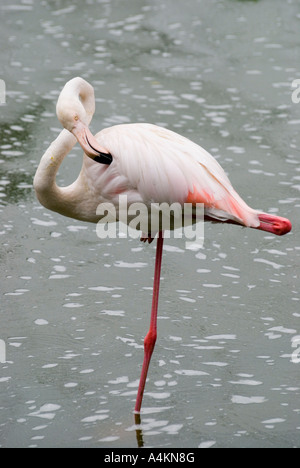 Flamingo in KL Bird Park in Kuala Lumpur Stock Photo