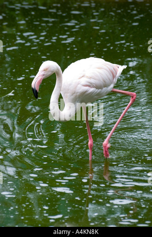 Flamingo in KL Bird Park in Kuala Lumpur Stock Photo