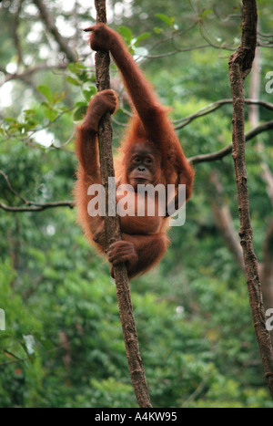 SUMATRAN ORANGUTAN young Pongo abelii Previously Pongo pygmaeus abelii Gunung Leuser National Park Northern Sumatra Indone Stock Photo