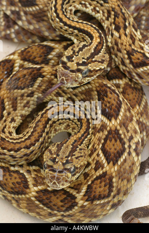Crotalus durissus snake, or South American rattlesnake. Brazilian ...