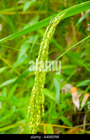 Dry Padding Rice Dry paddy rice growing in Sarawak Malaysia Stock Photo - Alamy