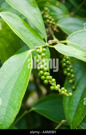 Close up of pepper growing at a plantation in Sarawak Borneo Malaysia Stock Photo