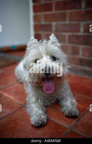 westhighland white terrier, panting Stock Photo