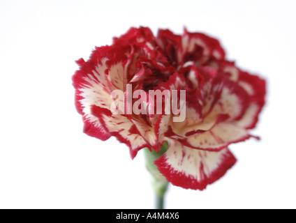 Variegated carnation, close-up Stock Photo