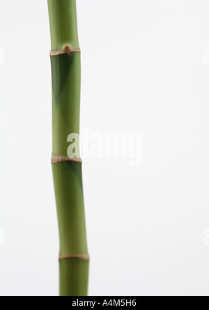 Bamboo, close-up Stock Photo