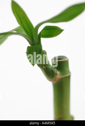 Bamboo, close-up Stock Photo