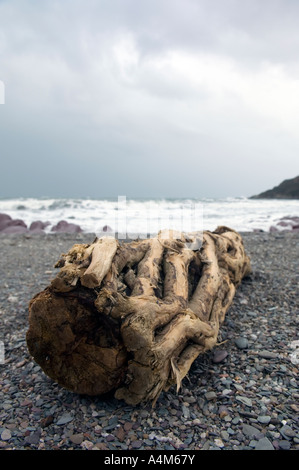 Old driftwood on a UK beach Stock Photo