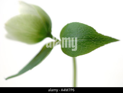 Hellebore Stock Photo