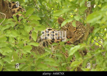 Leopard sleeping, hidden up a tree Stock Photo