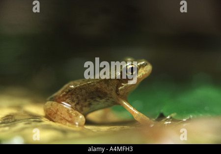 Common Froglet at six weeks on lilly leaf- Rana temporaria. Stock Photo