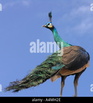 Male peacock against a deep blue sky Stock Photo