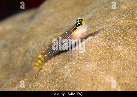 Whiteline Combtooth Blenny, Ecsenius pictus, perched on coral. Also known as Pictus Blenny Stock Photo
