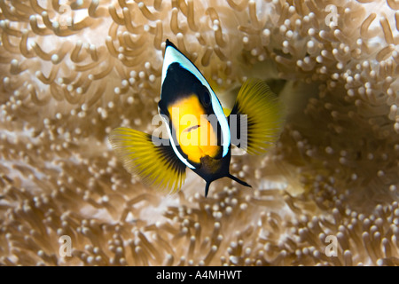 a clarks anemonefish in its anemone Stock Photo