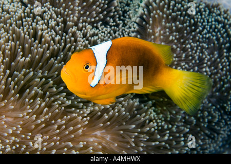 A white bonnet anemonefish swimming in the tentacles of its anemone Stock Photo